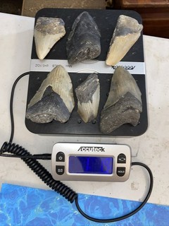 MEGALODON SHARK TEETH 1 POUND FRAGS TEETH MEG SCUBA DIVER DIRECT FOSSIL NC 3111