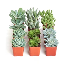 2 In. Blue/Green Collection Succulent (Collection of 12)