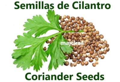 Cilantro semillas 6 oz Hierbas de Mexico 6 pack Coriander cilantro  seed Herbal