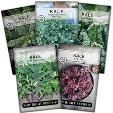 - Kale Seed Collection for Planting - Non-GMO Heirloom Packet with