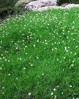 Sagina Perennial Moss Irish Dense Evergreen Moss Like Carpet With Dense 50 Seeds