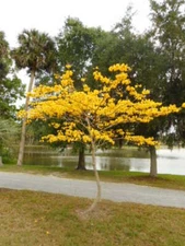 Yellow Tabebuia Golden Trumpet Tree Seeds - Paks of 25 each - Fresh/Refrigerated