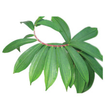 Insulin Plant Leaf Loose  Powder Costus Igneus 