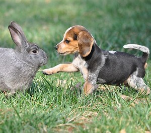 Rabbit Run Collectibles | eBay Stores