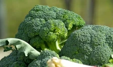 5000 Waltham 29 Broccoli Seeds - Non-GMO Heirloom Broccoli Seeds - Bulk Seeds