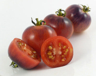 Tomato Seeds Dean's press 20 pcs non gmo Ukraine Farmer's idea