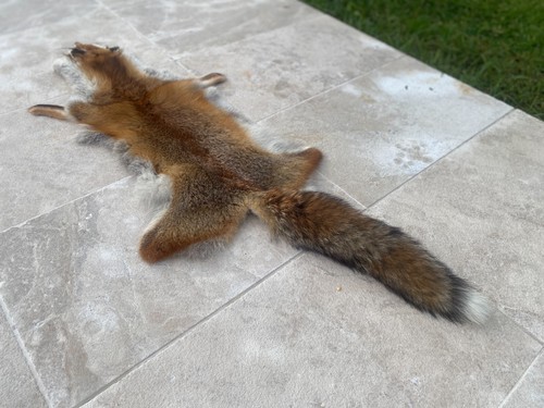 Tanned Red Fox Pelt - Soft Fur, Taxidermy/Decoration/Crafting - High Quality - Picture 6 of 8