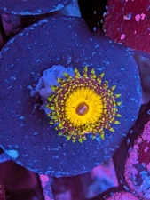 WYSIWYG RARE High End God Beast Godbeast Zoanthid Zoa Live Coral WWC Strat Krak