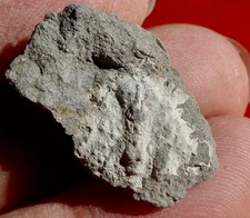 CRABE FOSSILE ÉOCÈNE D'ESPAGNE , PERIACANTHUS