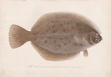Original Antique Fish Print:  Flat Fish; Winter Flounder by S. F. Denton 1907