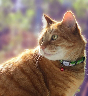 Rogz Cat Collar Reflectocat Breakaway Small fits most adult cats - Image 1 of 4
