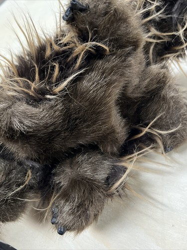 Preowned Folkmanis 12" Porcupine Full Body Hand Puppet Soft Plush Realistic - Picture 4 of 5