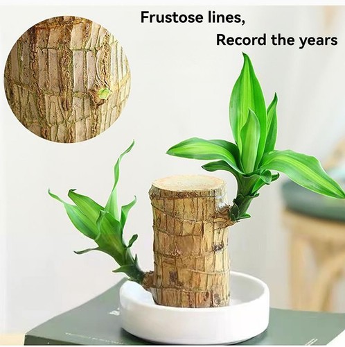 Brazilian Lucky Wood Hydroponic Plant W/ Nutrient Solution Base & Panda Ornament - Picture 11 of 12