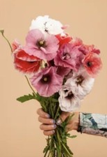 DOUBLE SHIRLEY POPPY SEEDS MIXED COLORS PAPAVER 🇺🇸 NJ See My Store