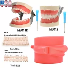 Kilgore NISSIN 200/500 Type Dental Typodont Model With Screw-in Removable Teeth