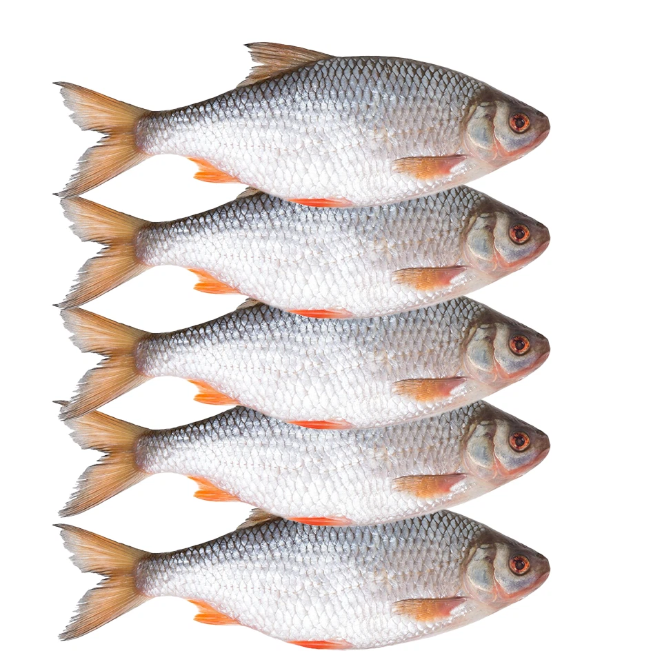 Köderfische Rotaugen gefroren Köfi Hecht Zander Wels Barsch Köder 5-30cm - Bild 2 von 3