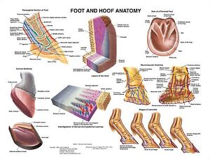 Equine Anatomical Charts