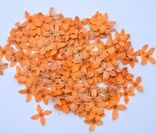 Light Orange Pressed Flowers Organic DIY floral arts Resin Materials Hand crafts