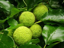 MONKEY BALL TREE or OSAGE ORANGE, Maclura pomifera, 30cm tall plants