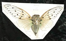 White Ghost Cicada (Ayuthia spectabilis) Specimen. Asia.entomology. Insects