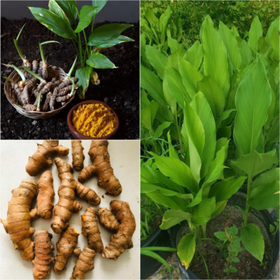 100+ fresh turmeric root plant (curcuma Longa) Live rhizomes Ready for planting