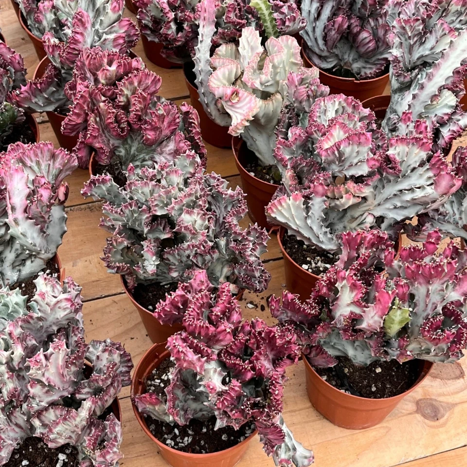 5'' Euphorbia Lactea Cristata, Live Cactus Plants,Rare Plants - Image 4 of 4
