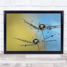 Duo Tone Macro Art Seed Downy Tuft Dandelion Feather Feathers Wall Print
