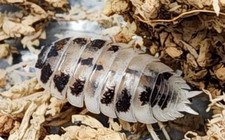 14 Dairy Cow Isopods   Live Cleanup Crew - PLEASE READ THE DESCRIPTION  