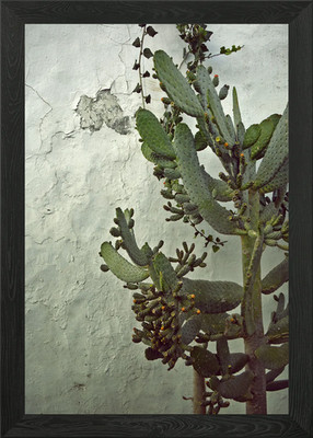 Ficus Indicus gerahmtes Wandbild Poster Leinwanddruck Bild