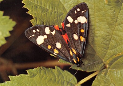 SCARLET TIGER MOTH 4X6 VINTAGE POSTCARD 6992c