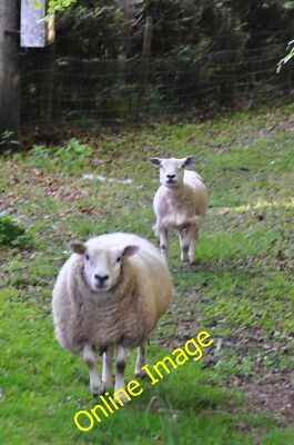 Photo 12x8 West Somerset : Sheep Grazing Gupworthy Two sheep in the countr c2013