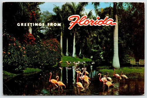 Flamingos Greetings From Florida Vintage Postcard AF266