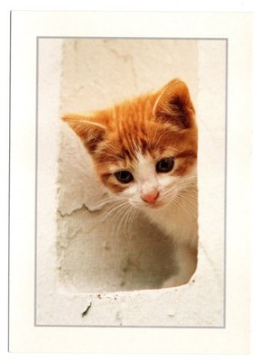 CPM: Katze, rot-weißes Tigerkätzchen, Samtbeine, Foto Robert Cushman