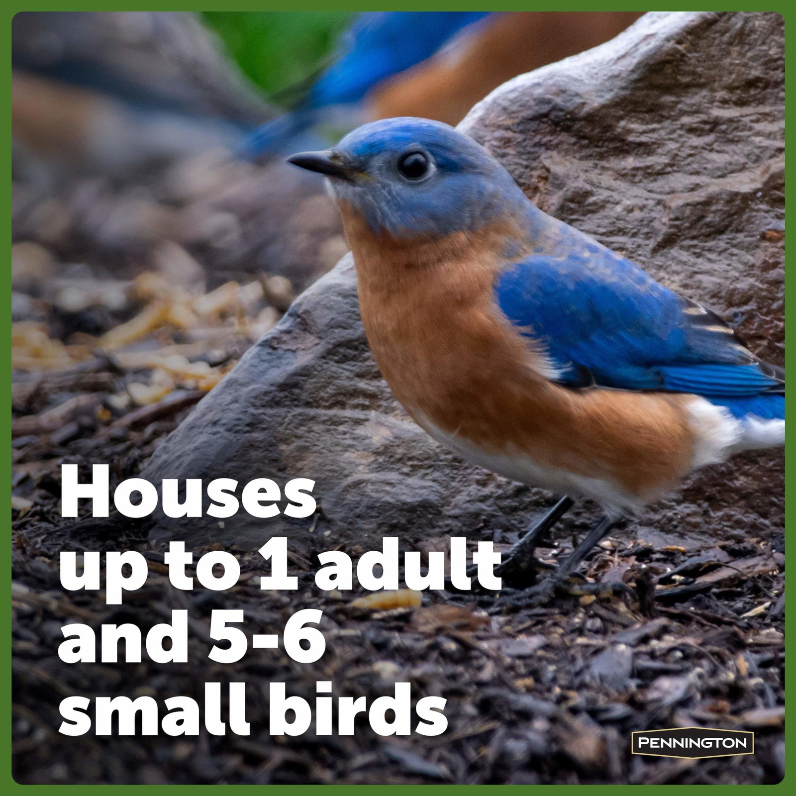 Pennington Red Cedar Bluebird Wild Bird House, 2 Pack 13'' Tall