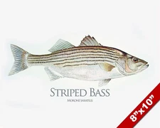 STRIPED BASS FISH PAINTING AMERICAN FISHING ART REAL CANVAS PRINT