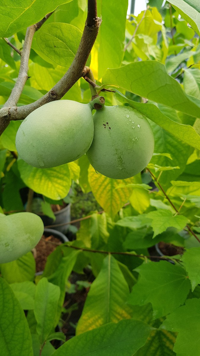 Asiminier Paw Paw graine de arbre fruitier rare Asimina triloba 100 graines