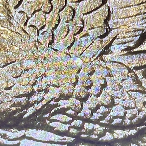 2000-P Sacagawea Dollar — photo from the most recent tracked eBay sale