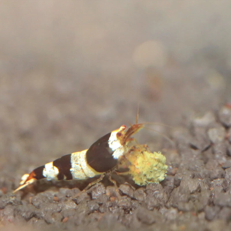 JBL PRONOVO SHRIMPS GRANO S- Hauptfutter-Granulat für Garnelen von 1-20cm 250 ml - Bild 3 von 3