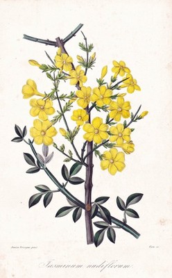 Jasmin winter jasmine flower Blume Botanik botany Lithograph Herincq 1851