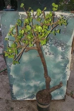  Dwarf Jade Rooted Cutting Portulacaria Afra 38" Tall Great Style Small Leaves 