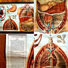 Schulkarte Papier Leinen 1970er Medizin / K&ouml;rper