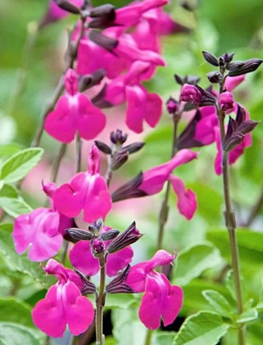 PERENNIAL SALVIA PLUG PLANTS PICK + MIX PAY ONLY ONE POSTAGE COST MIXED FLOWERS - Picture 82 of 88