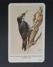 General Cigar Company Trading Card - No. 8 Black-Backed Three-Toed Woodpecker 3