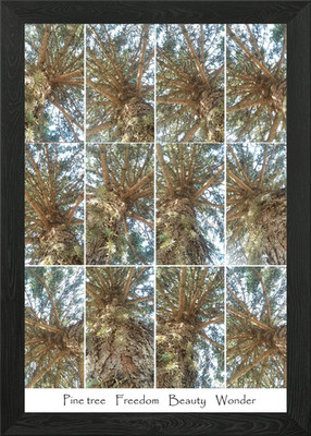 Kiefer Schönheit Collage gerahmtes Wandbild Poster Leinwanddruck Bild