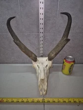 Antelope Pronghorn European Skull Mount Decor Log Cabin Craft Goat Display Buck