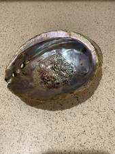 Ormeau Coquillage de Mer Naturel 6 X 4 Pouces Parfait pour Décoration Maison ou Aquarium