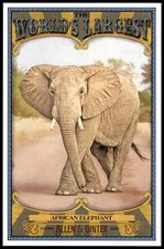 2021 Topps Allen & Ginter World’s Largest Boxloader African Elephant #WLB-5