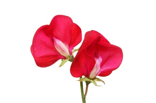 Sweet Pea Royal Crimson 10 Seeds FLOWER GARDEN sweetpea sweetpeas BEAUTIFUL easy - Picture 2 of 4