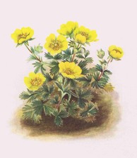 ROSETTE CINQUEFOIL, Potentilla, Rose Family, Mary Vaux Walcott-1925 Print