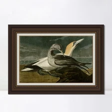 Framed Canvas Giclee Print Gannet by John James Audubon Wall Art Home Decor